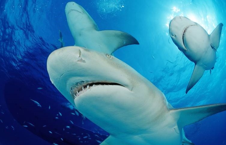 Hai auf den Balearen! Mallorca und Menorca alarmiert - Strand musste für Badegäste gesperrt werden