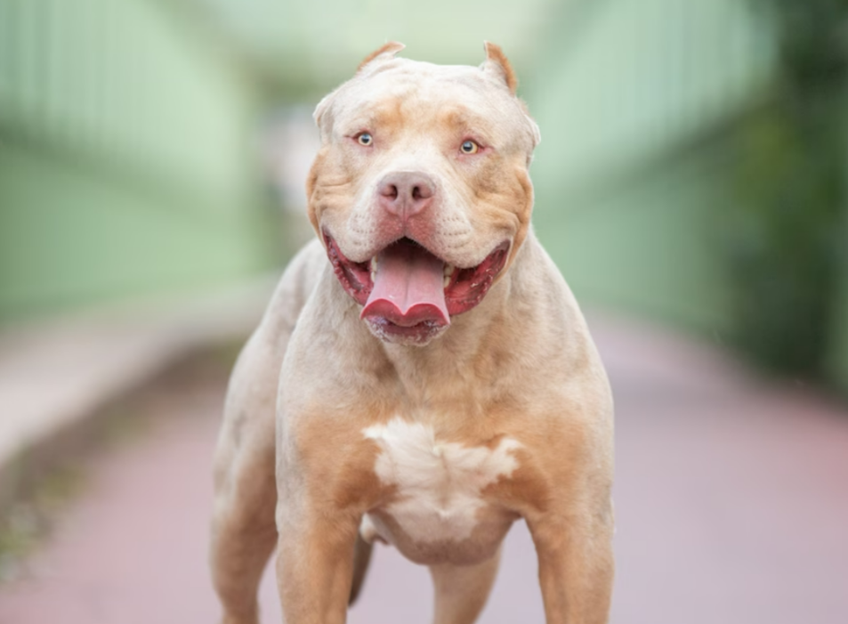 Mann in eigener Wohnung von seinen Hunden zerfleischt! Tragödie erschüttert alle