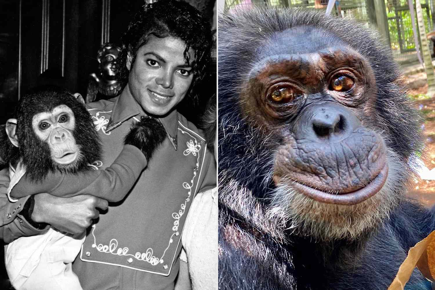 Michael Jackson's Beloved Chimp Bubbles: The Heartwarming Life He Leads Now